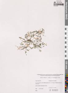 Подмаренник трехраздельный L., Сибирь, Чукотка и Камчатка (S7) (Россия)