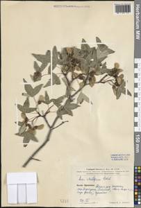 Acer pilosum var. stenolobum (Rehder) W. P. Fang, Зарубежная Азия (ASIA) (КНР)