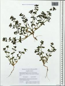 Lysimachia arvensis subsp. arvensis, Кавказ, Черноморское побережье (от Новороссийска до Адлера) (K3) (Россия)
