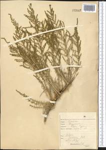 Nitrosalsola laricina (Pall.) Theodorova, Средняя Азия и Казахстан, Северный и Центральный Казахстан (M10) (Казахстан)