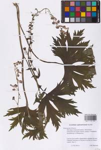 Борец северный Koelle, Восточная Европа, Центральный район (E4) (Россия)