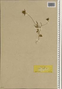 Lomelosia divaricata (Jacq.) Greuter & Burdet, Зарубежная Азия (ASIA) (Турция)