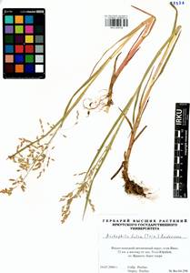 Dupontia fulva (Trin.) Röser & Tkach, Сибирь, Западная Сибирь (S1) (Россия)