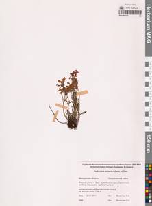 Мытник прелестный Adams ex Steven, Сибирь, Чукотка и Камчатка (S7) (Россия)