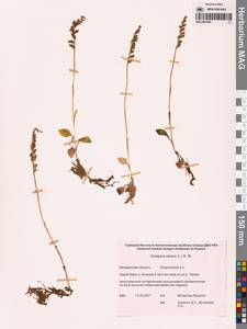 Гудайера ползучая (L.) R.Br., Сибирь, Чукотка и Камчатка (S7) (Россия)