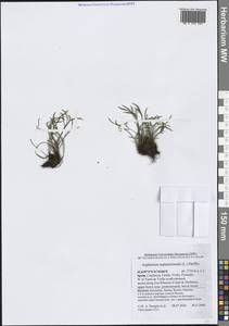 Костенец северный (L.) Hoffm., Западная Европа (EUR) (Испания)