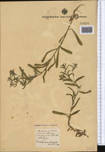 Pseudoheterocaryum rigidum (A. DC.) Kaz. Osaloo & Saadati, Средняя Азия и Казахстан, Сырдарьинские пустыни и Кызылкумы (M7) (Узбекистан)