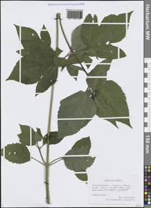 Амброзия трехраздельная L., Сибирь, Западная Сибирь (S1) (Россия)