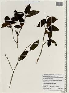 Prismatomeris tetrandra (Roxb.) K.Schum., Зарубежная Азия (ASIA) (Вьетнам)