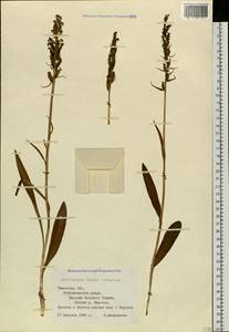 Dactylorhiza maculata subsp. fuchsii (Druce) Hyl., Сибирь, Западная Сибирь (S1) (Россия)
