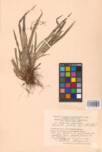 Ожика волосистая (L.) Willd., Восточная Европа, Восточный район (E10) (Россия)