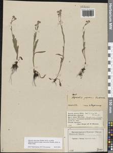 Myosotis alpestris subsp. suaveolens (Waldst. & Kit. ex Willd.) Strid, Восточная Европа, Центральный лесостепной район (E6) (Россия)