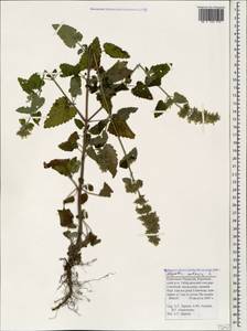 Котовник кошачий L., Кавказ, Ставропольский край, Карачаево-Черкесия, Кабардино-Балкария (K1b) (Россия)