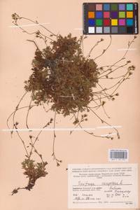 Камнеломка дернистая L., Восточная Европа, Северный район (E1) (Россия)