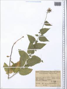 Campanulaceae, Средняя Азия и Казахстан, Памир и Памиро-Алай (M2) (Узбекистан)