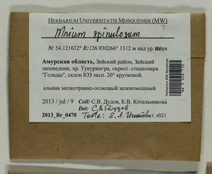 Mnium spinulosum Bruch & Schimp., Гербарий мохообразных, Мхи - Дальний Восток (без Чукотки и Камчатки) (B20) (Россия)