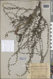 Липучка промежуточная (Ledeb.) Popov, Сибирь, Дальний Восток (S6) (Россия)