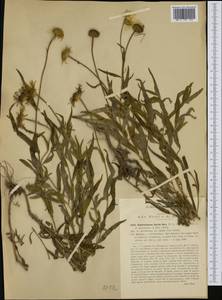 Buphthalmum salicifolium subsp. flexile (Bertol.) Garbari, Западная Европа (EUR) (Италия)