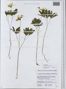 Corydalis bombylina Stepanov, Сибирь, Прибайкалье и Забайкалье (S4) (Россия)