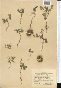Corydalis darwasica Regel ex Prain, Средняя Азия и Казахстан, Западный Тянь-Шань и Каратау (M3) (Узбекистан)