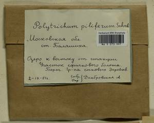 Polytrichum piliferum Hedw., Гербарий мохообразных, Мхи - Москва и Московская область (B6a) (Россия)