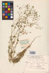 Торица полевая, Торица обыкновенная L., Восточная Европа, Западно-Украинский район (E13) (Украина)