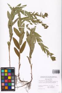 Pentanema salicinum subsp. asperum (Poir.) Mosyakin, Восточная Европа, Ростовская область (E12a) (Россия)
