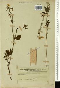 Ranunculus polyanthemos subsp. meyerianus (Rupr.) Elenevsky & Derv.-Sokol., Кавказ, Азербайджан (K6) (Азербайджан)