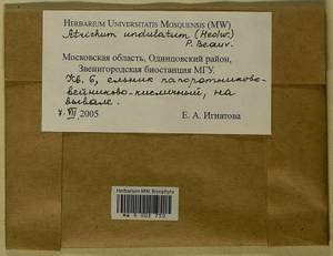 Atrichum undulatum (Hedw.) P. Beauv., Гербарий мохообразных, Мхи - Москва и Московская область (B6a) (Россия)