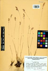 Мятлик альпийский L., Сибирь, Прибайкалье и Забайкалье (S4) (Россия)