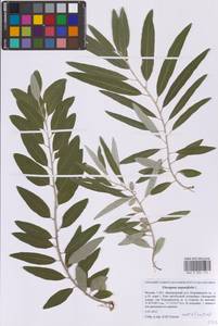 Лох узколистный, Лох обыкновенный L., Восточная Европа, Московская область и Москва (E4a) (Россия)