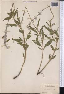 Salvia farinacea Benth., Америка (AMER) (США)
