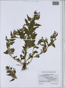 Oxybasis rubra (L.) S. Fuentes, Uotila & Borsch, Восточная Европа, Северный район (E1) (Россия)