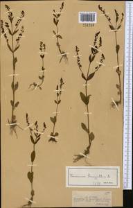 Вероника ключевая, Вероника водная L., Средняя Азия и Казахстан, Джунгарский Алатау и Тарбагатай (M5) (Казахстан)