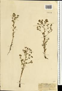 Хамеродос прямостоячий (L.) Bunge, Монголия (MONG) (Монголия)