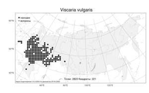 Viscaria vulgaris, Смолка обыкновенная Röhl., Атлас флоры России (FLORUS) (Россия)