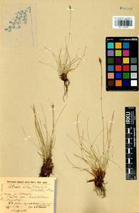 Carex simpliciuscula Wahlenb., Сибирь, Прибайкалье и Забайкалье (S4) (Россия)