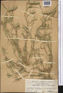 Sporobolus schoenoides (L.) P.M.Peterson, Средняя Азия и Казахстан, Западный Тянь-Шань и Каратау (M3) (Казахстан)