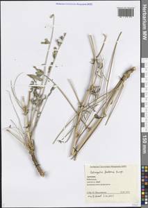 Астрагал конечный (Bunge) D.F.Chamb., Кавказ, Армения (K5) (Армения)