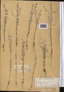 Жабник полевой L., Средняя Азия и Казахстан, Джунгарский Алатау и Тарбагатай (M5) (Казахстан)