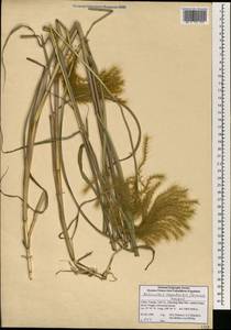 Miscanthus nepalensis (Trin.) Hack., Зарубежная Азия (ASIA) (КНР)