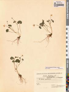 Viola crassa subsp. avatschensis (W.Becker & Hultén) Espeut, Сибирь, Чукотка и Камчатка (S7) (Россия)