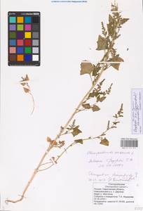 Oxybasis chenopodioides (L.) S. Fuentes, Uotila & Borsch, Восточная Европа, Нижневолжский район (E9) (Россия)