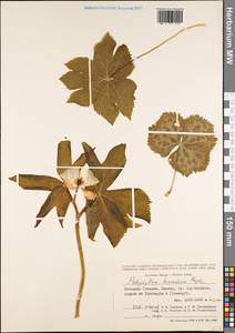 Sinopodophyllum hexandrum (Royle) T. S. Ying, Зарубежная Азия (ASIA) (Индия)