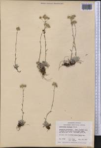 Antennaria rosea subsp. pulvinata (Greene) R. J. Bayer, Америка (AMER) (Канада)