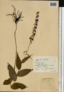 Дремлик широколистный, Дремлик чемерицевый (L.) Crantz, Восточная Европа, Московская область и Москва (E4a) (Россия)