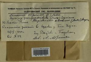 Dicranum scoparium Hedw., Гербарий мохообразных, Мхи - Дальний Восток (без Чукотки и Камчатки) (B20) (Россия)