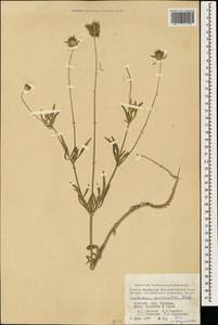 Ломелозия мелкоцветковая (Desf.) Greuter & Burdet, Кавказ, Армения (K5) (Армения)