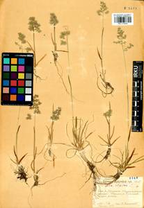 Мятлик альпийский L., Сибирь, Прибайкалье и Забайкалье (S4) (Россия)