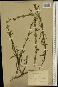 Смолевка татарская (L.) Pers., Восточная Европа, Белоруссия (E3a) (Белоруссия)